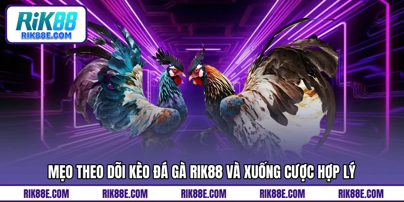 Mẹo theo dõi kèo đá gà RIK88 và xuống cược hợp lý